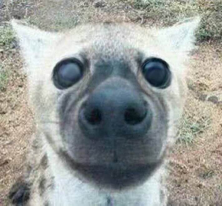 Edited picture of a Hyena with wide black and bulbous eyes as it looks at something with complete adoration. 