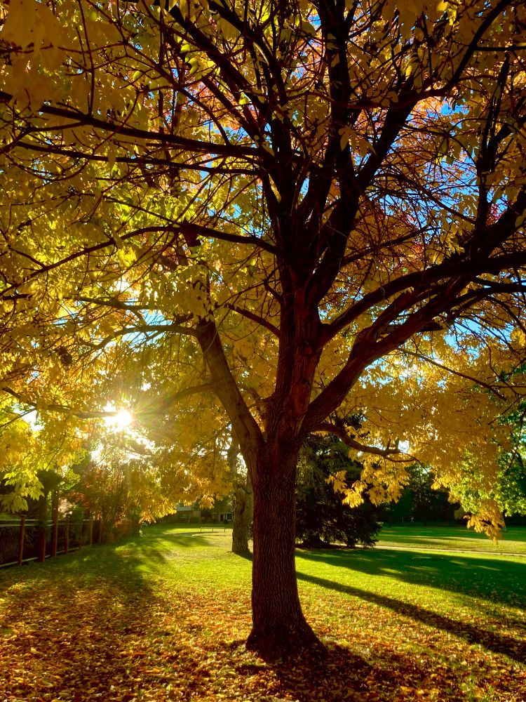 Sunlight streaming through a tree with fall colors.