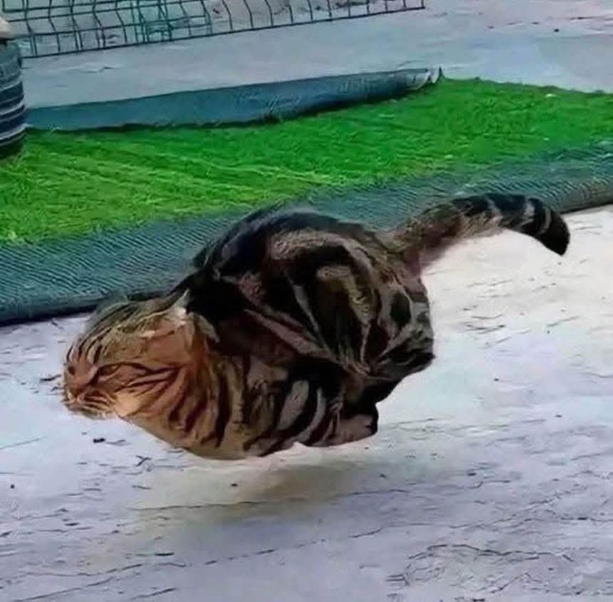 A cat levitating itself.