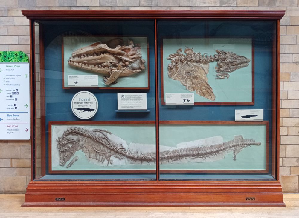 Three mosasaur specimens on display the Natural History Museum, UK: NHMUK PV R 2947, NHMUK PV R 2946, and NHMUK PV OR 10589 (a cast of the holotype of Mosasaurus hoffmannii). 