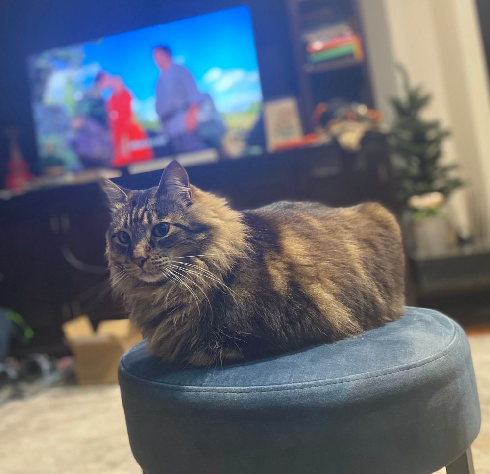 Long haired tabby cat sitting comfortably on a blue footstool. 