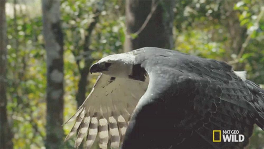 a large bird is flying in the woods with a national geographic wild logo in the corner