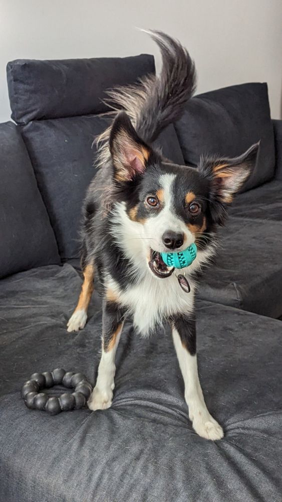 Auf dem Bild ist ein Hund namens Loki, ein Mini Australien Shepherd mit schwarz-weiß-braunem Fell. Er steht auf dem Sofa mit einem türkisen Ball im Maul und guckt erwartungsvoll in die Kamera
