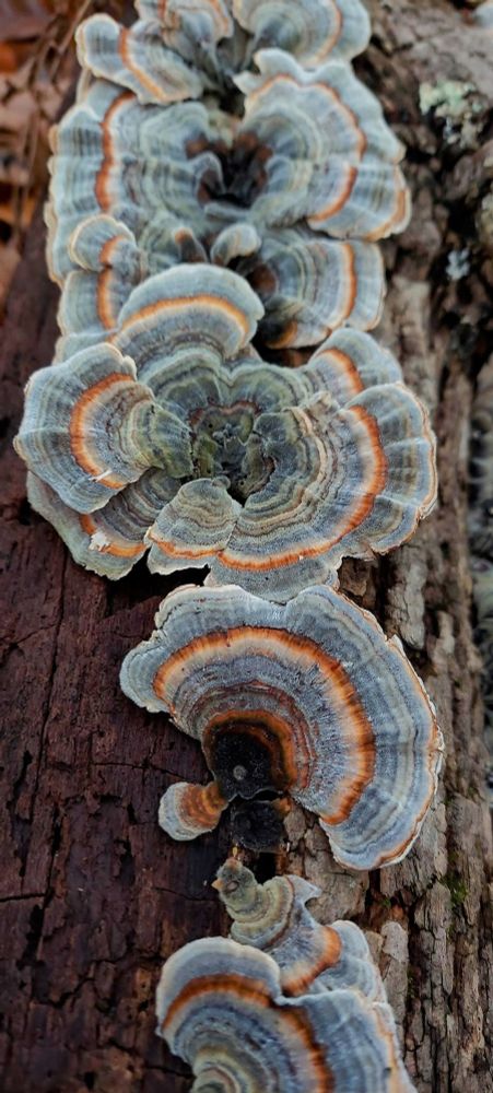 Turkey tail 📍southern CT, USA  🗓 Nov 2022