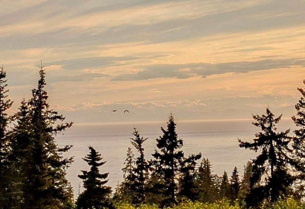 close up of sandhill cranes flying over Cook Inlet at sunset to roost 
