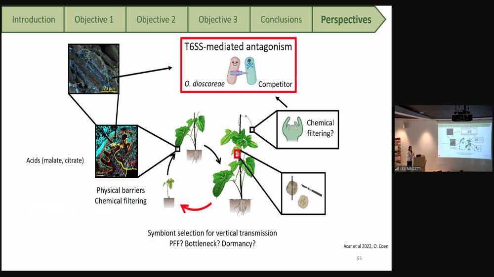 Symbiomt selection for vertical transmission of Orrella_dioscoreae