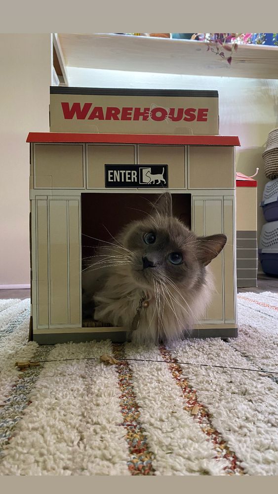 A picture of jack the cat inside Costco warehouse/scratcher