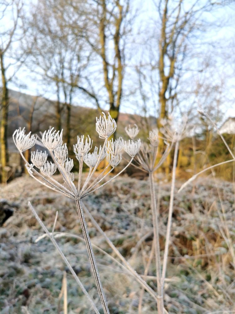 A frost encrusted seed head in front of a sparse woodland, hills and blue sky. 