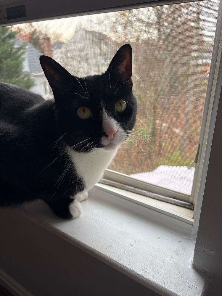 Black and white tuxedo cat on windowsill