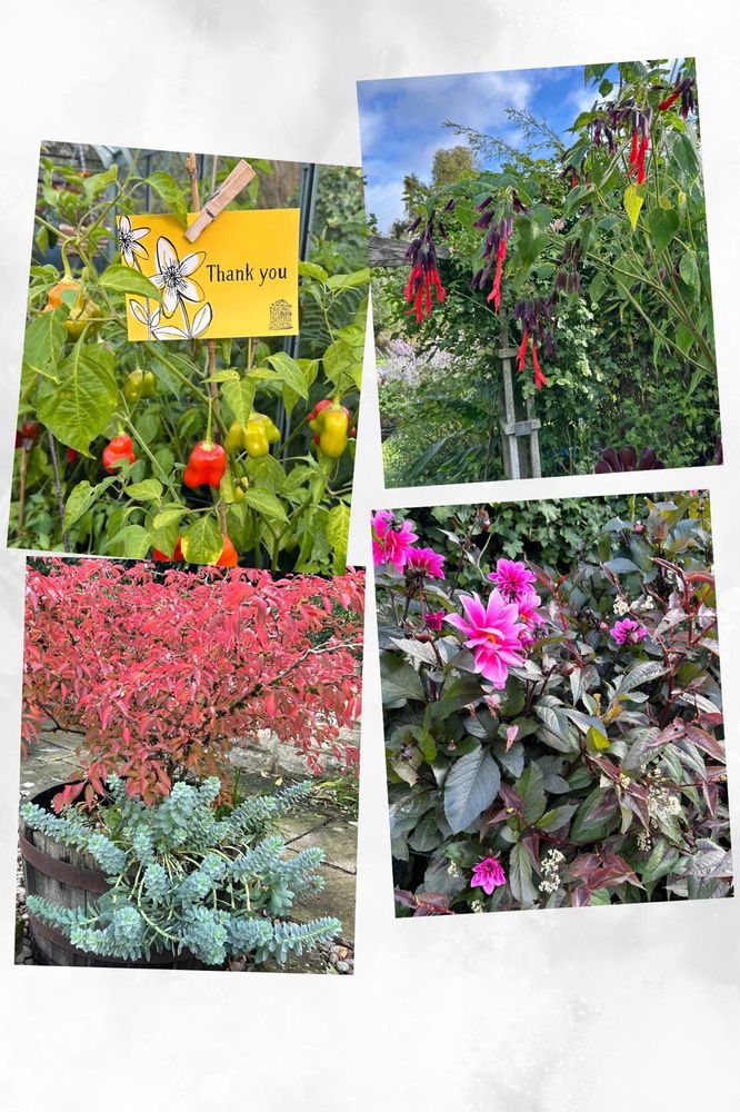A collage of photos from our National Garden Scheme opening weekend featuring out chilli greenhouse, salvia Dombeyi, the giant Bolivian Sage, Dahlia Fascination, and Kojo-No-Mai, the ornamental cherry tree