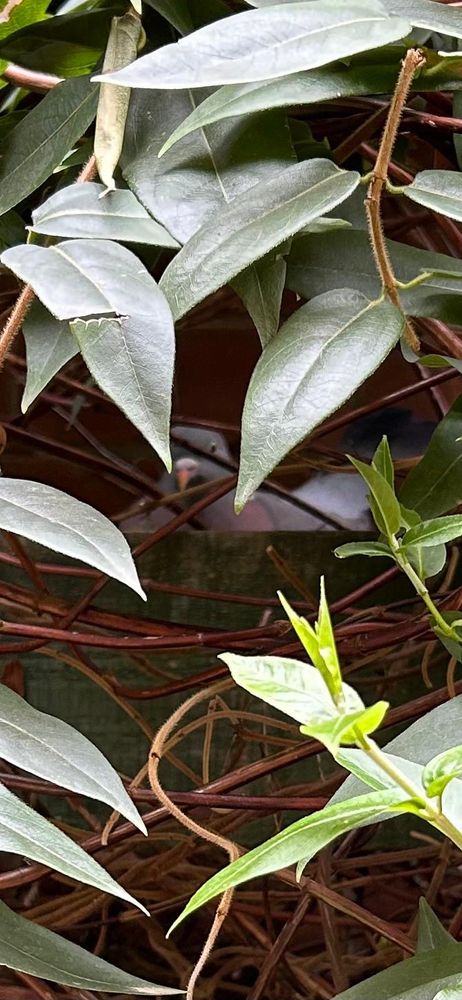 A pigeon nesting in a honeysuckle hedge at the side of the garden.
