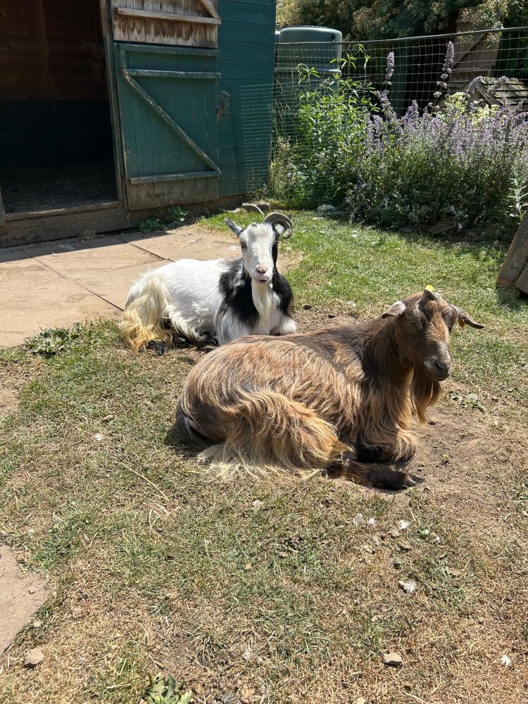 Billy and Sunny the 2 goats sit in the sunshine