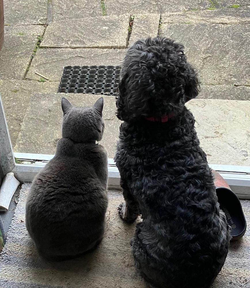 Smokey the cat and Betty the Cockapoo sitting side by side looking out of the back door