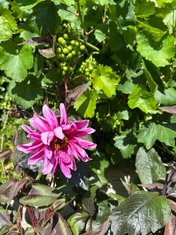 Dahlia Fascination in the foreground and a grapevine with a couple of well formed bunches in the background 