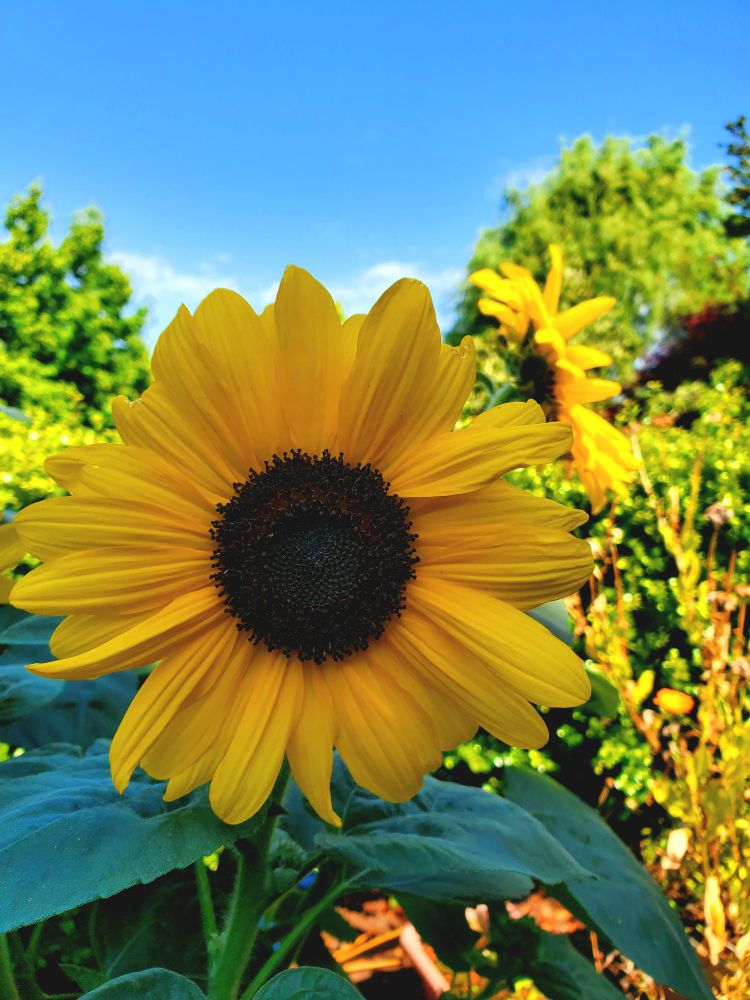 A yellow sunflower below a blue sky. There are some green bushes and leaves behind the sunflower.