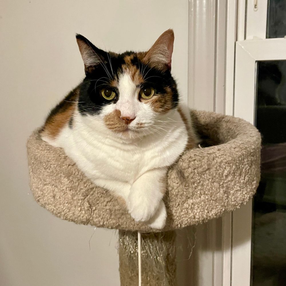 Picture of a chubby calico cat sitting atop a cat tree with her front paws daintily crossed.