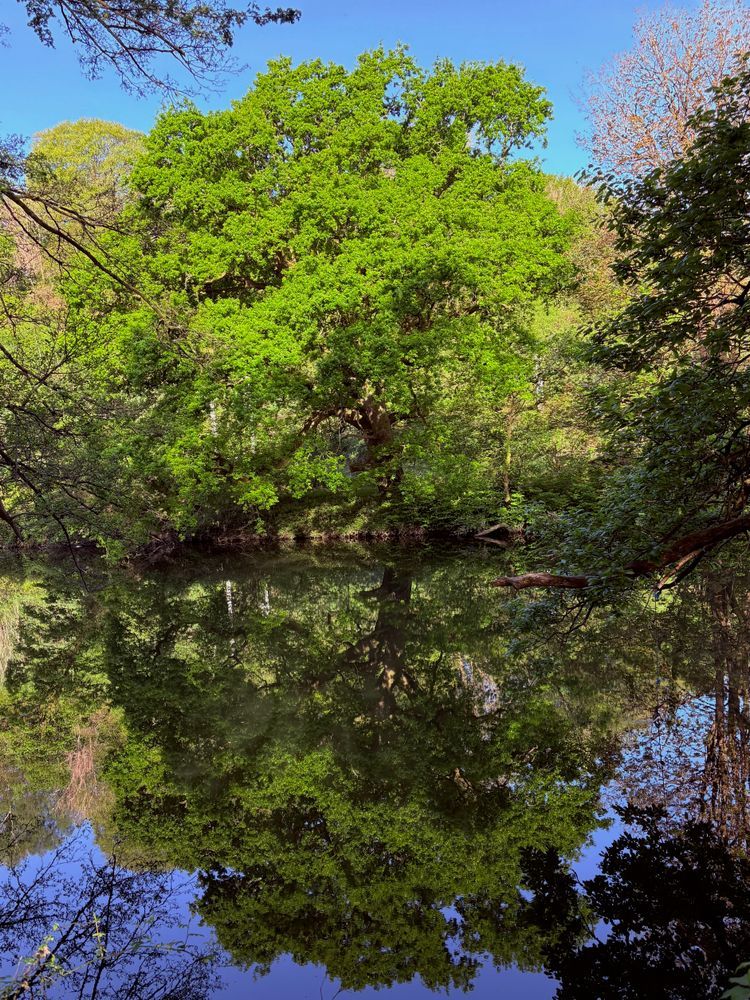 A photo of a big oak tree standing on the bank of the river taff in Cardiff. 
