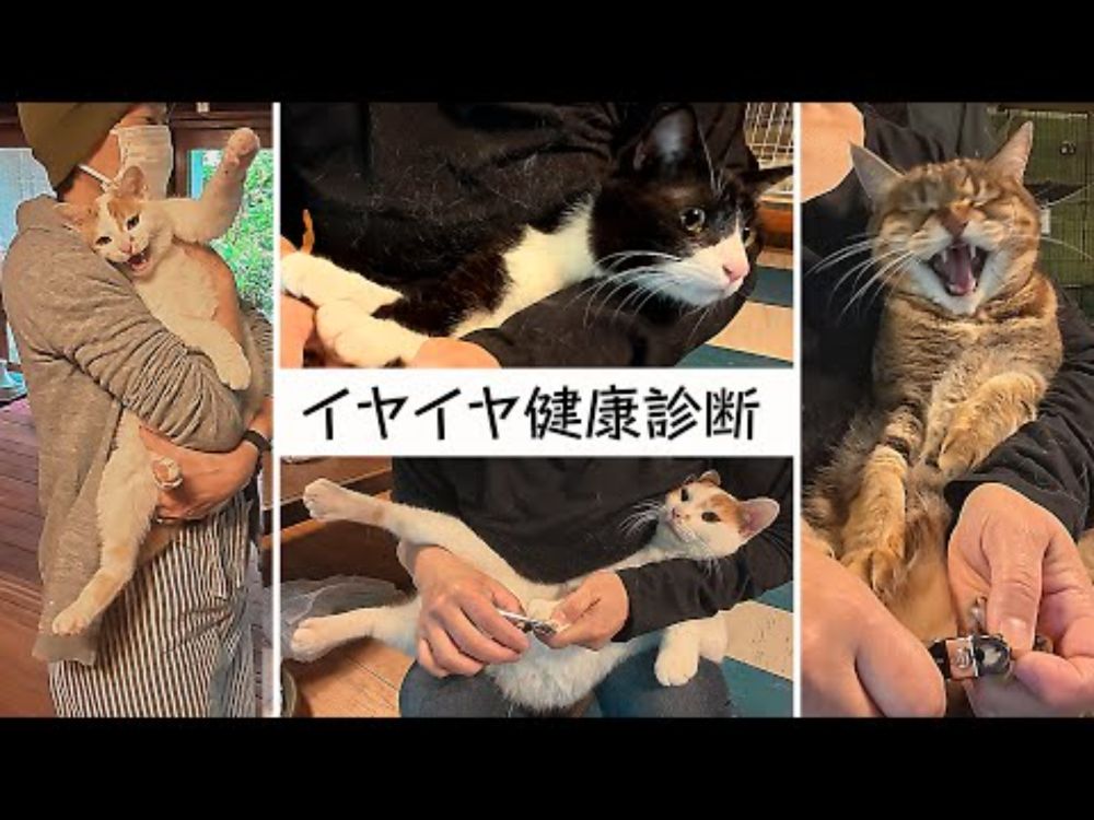 続・保護猫たちのイヤイヤ健康診断​⁠@月猫カフェ