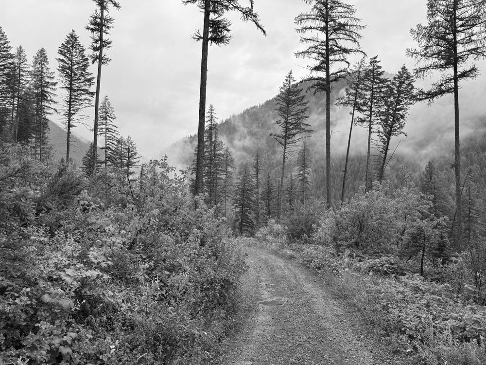 A wide path with sparse trees and a misty mountain in the background