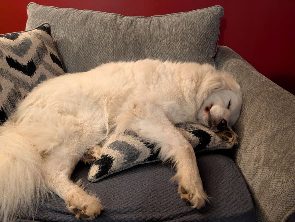 A great Pyrenees dog sleeping contentedly in a chair