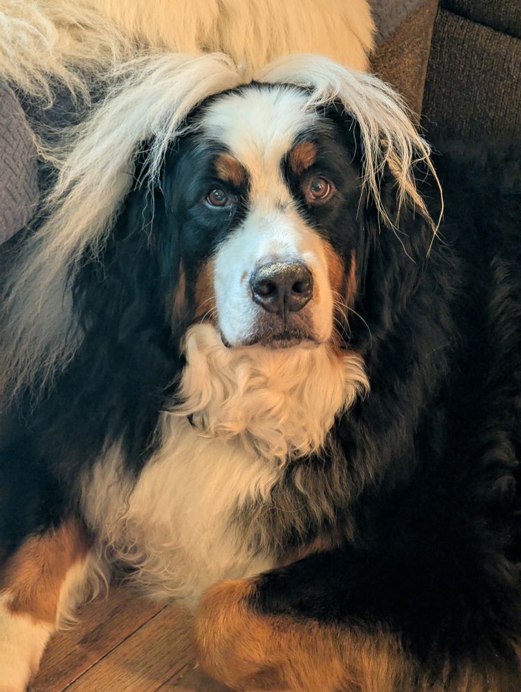 Bernese Mountain Dog given mad scientist hair by the tail of a Great Pyrenees sitting on the couch above him