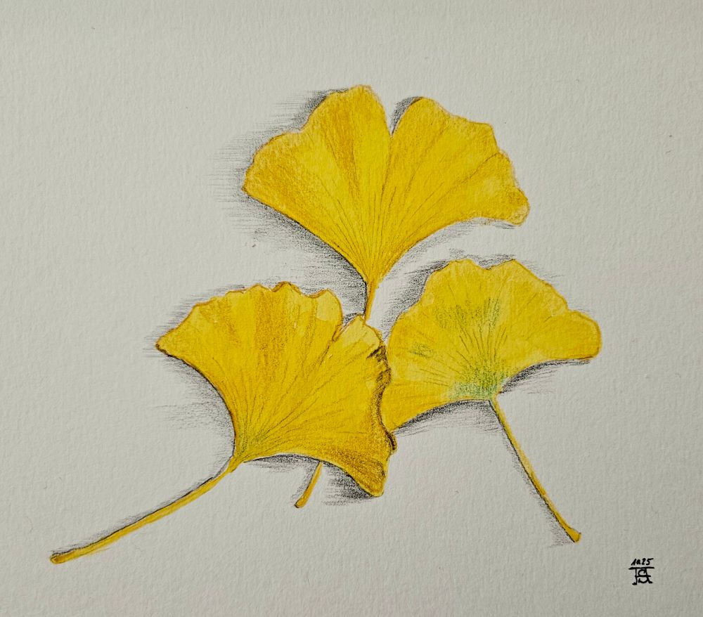 Drei gelbe, am Boden liegende Ginkgo Blätter (Aquarell, Farbstift und Bleistift) 