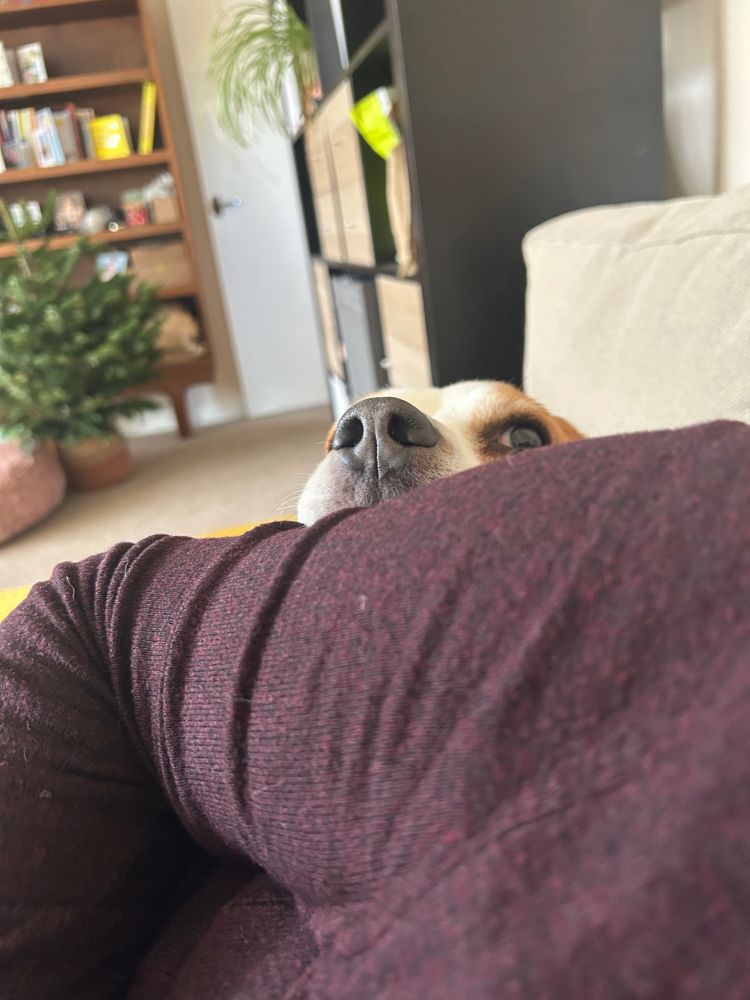 A brown and white dog is extremely casually resting her head on someone’s upper arm in a way that is purely coincidental and in no way attention seeking