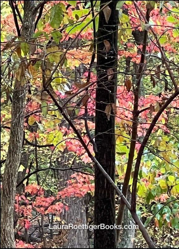 Forest photo by Laura Roettiger 