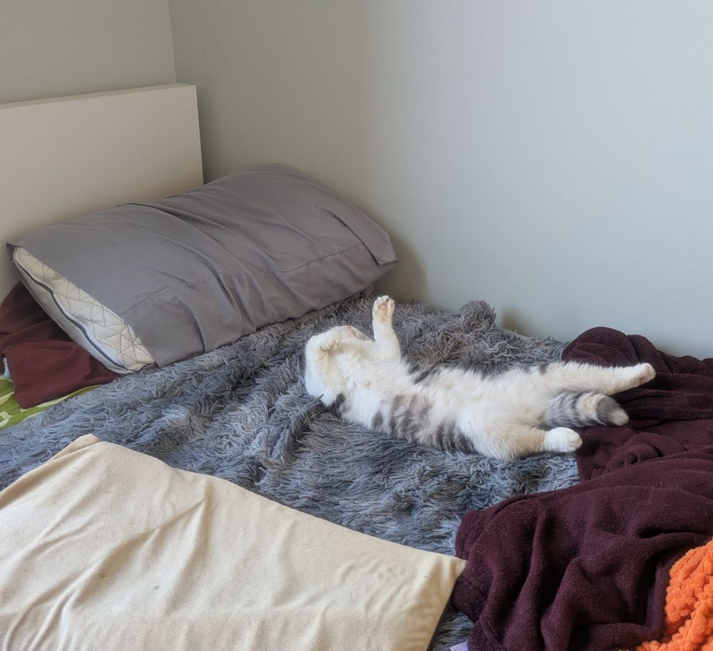 a calico cat laying on its back in bed with four paws outstretched 