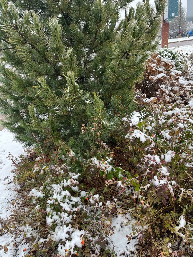 Traces of heavy, wet snow on a small pine tree and scattered though a small garden.