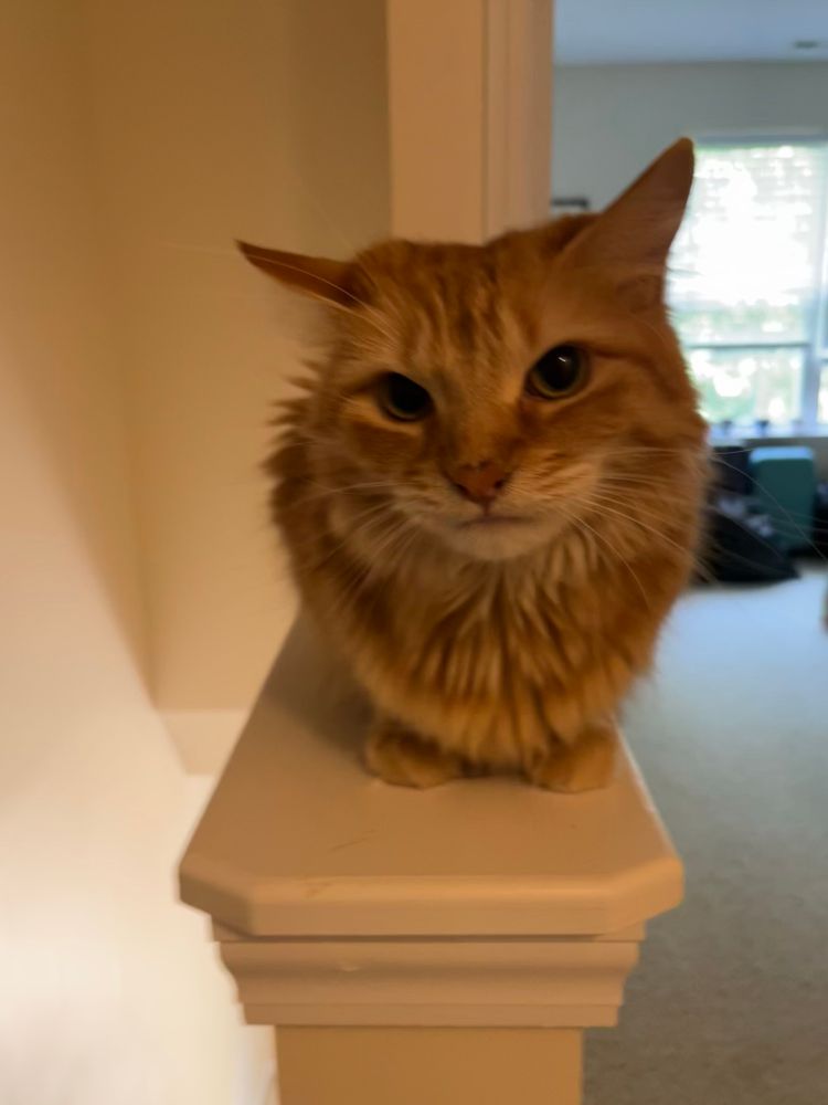 Orange cat Lexie is crouched on the stair landing thing 