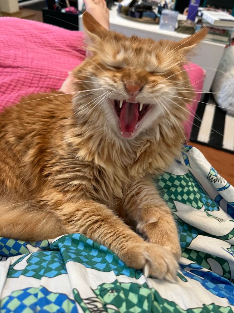 Orange cat Lexie is in my lap yawning 
