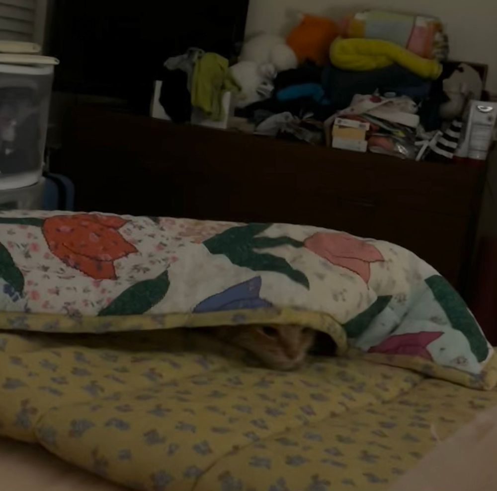 Orange cat Lexie is tucked into the blankets peering out 