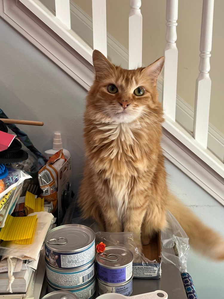 Orange cat Lexie is sitting in the wet food box on the shelf
