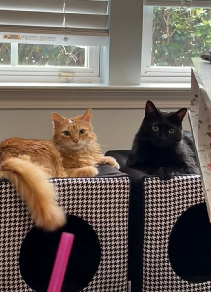 Orange cat Lexie and black cat Davey are laying on the cat cubes 