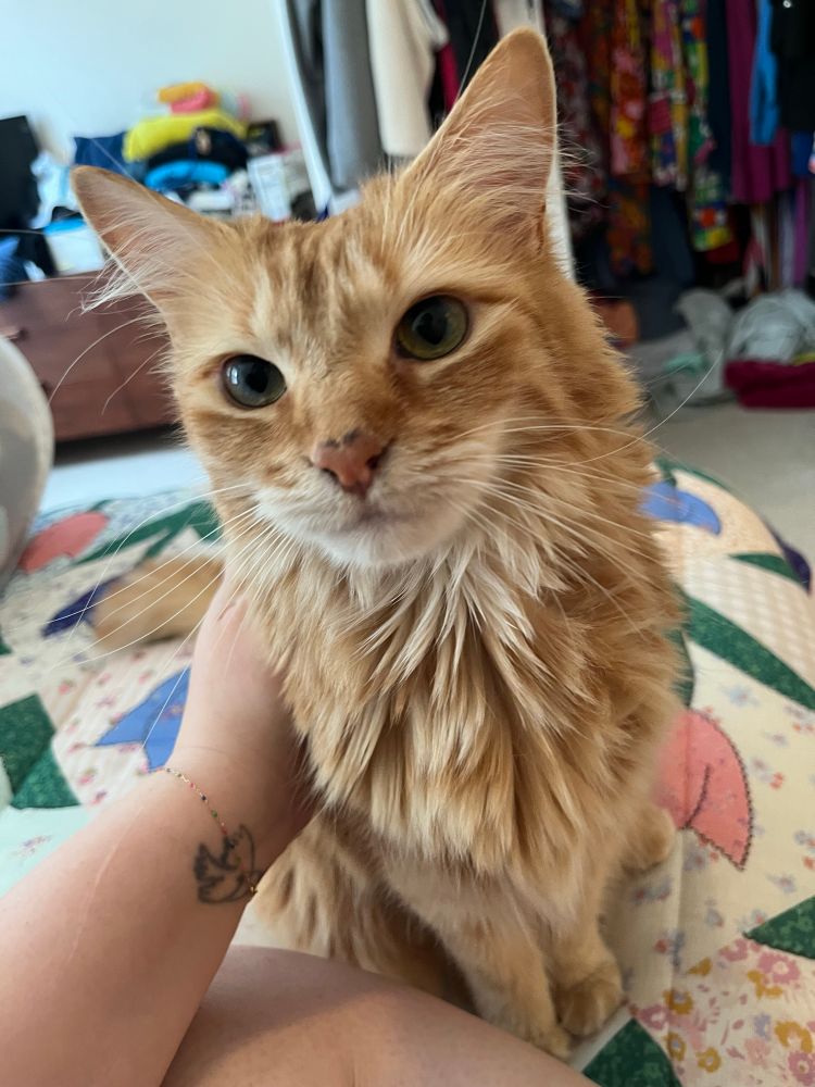 Orange cat Lexie is on my bed with me getting pets 
