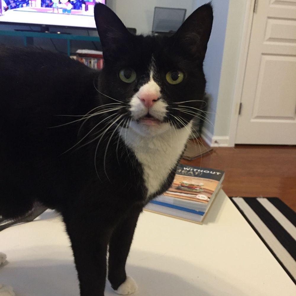 A handsome tuxedo cat named James Bond, his mouth is open and he is probably screaming for food 