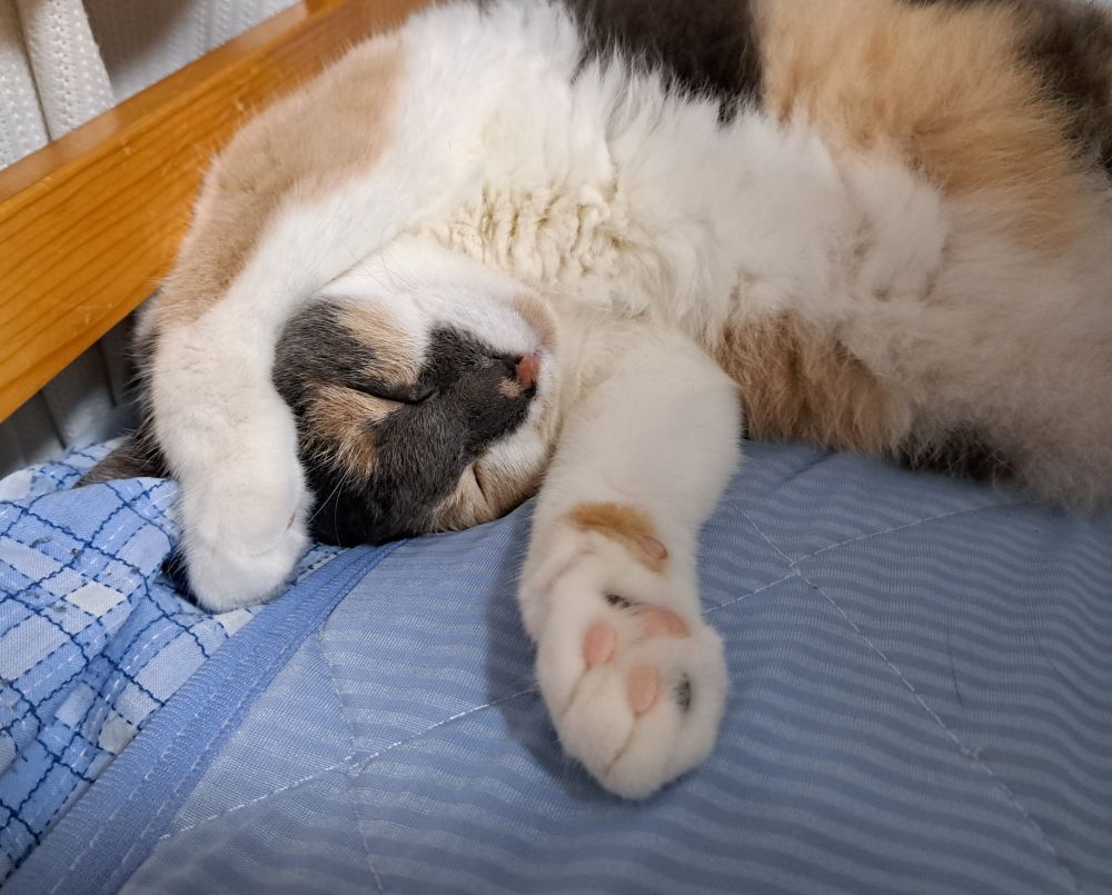よく眠っていた三毛猫