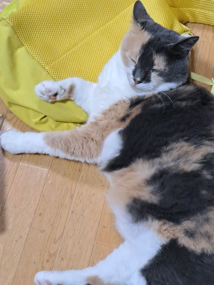 肉球🐾をチラ見せしながら眠る三毛猫