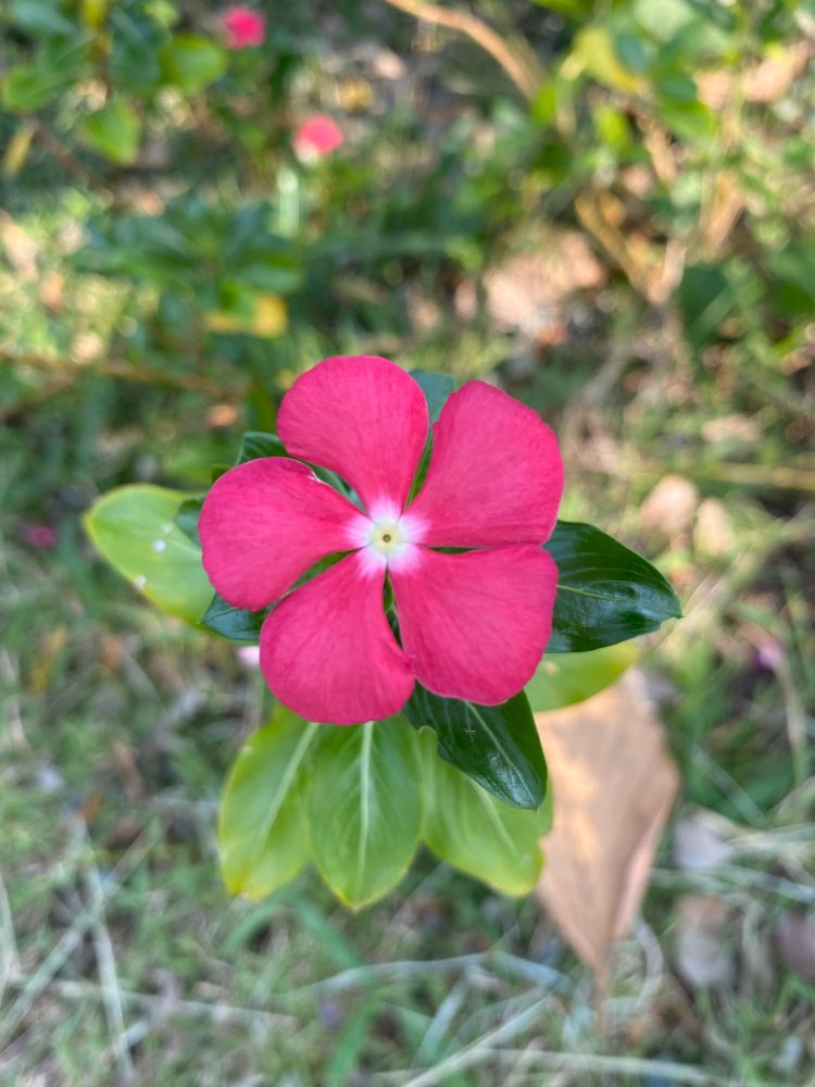 Just a photo of a pink flower. Located at Phitsanulok.

Photo taken on February 3, 2025.