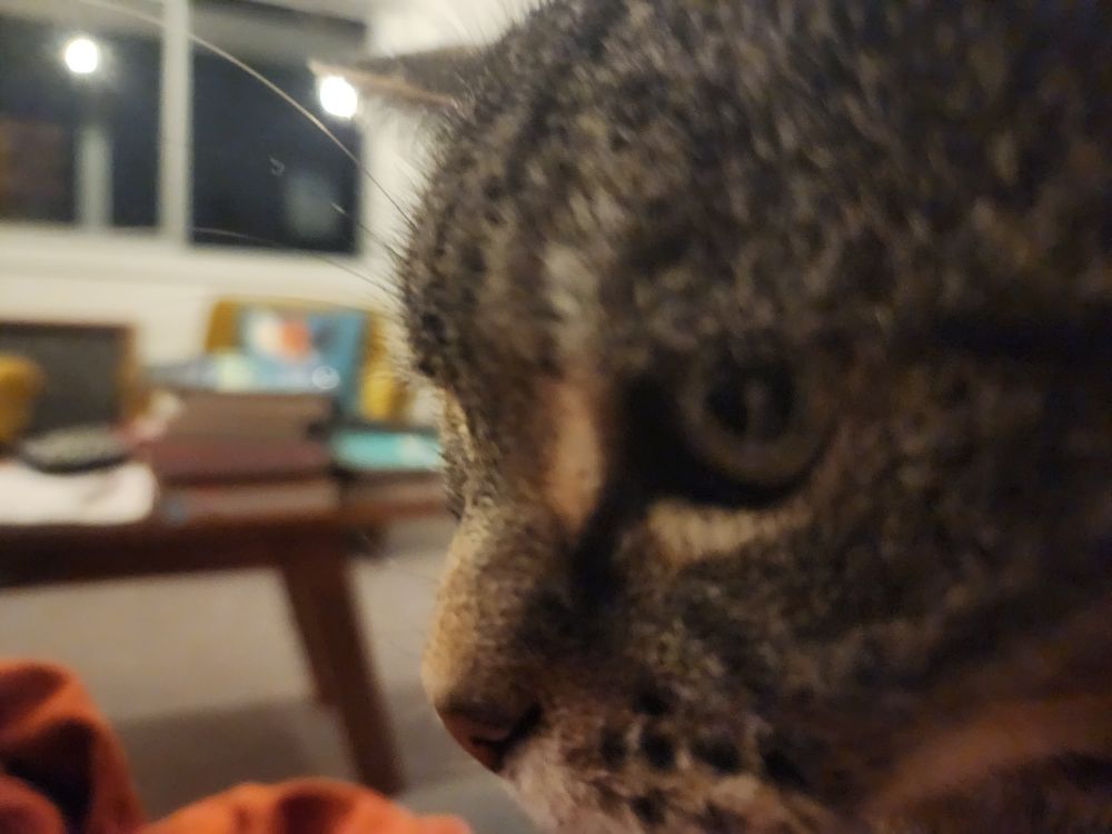 A terrifying blurry closeup of a tabby cat 