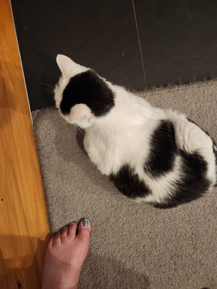 A shot from above of a human foot with toenail polish and a black and white cat 