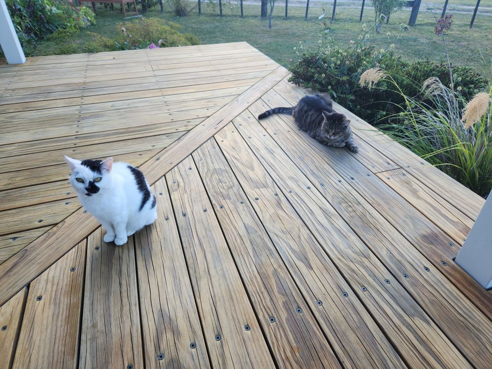 A tabby cat and a black and white cat sitting on a wooden deck