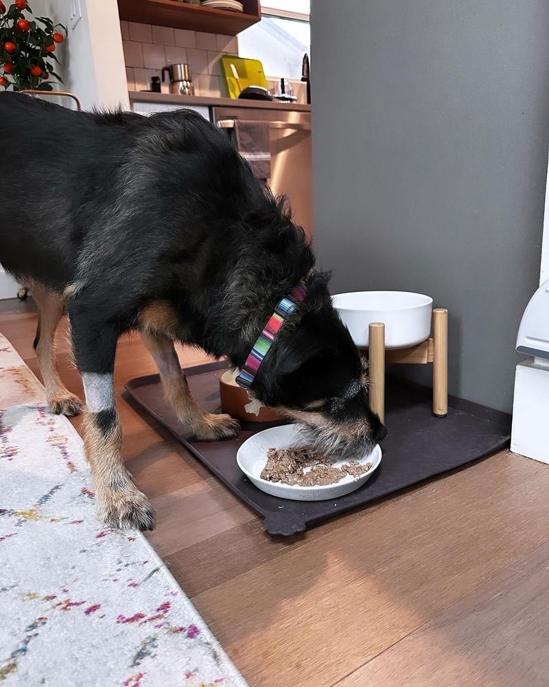 My black and tan terrier mix with his IV out leaning down to have some delicious wet food.