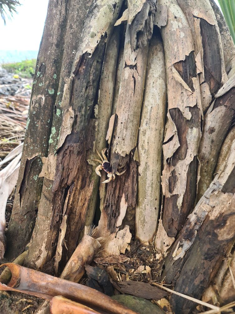 Un petit crabe est caché sur ce tronc d'arbre