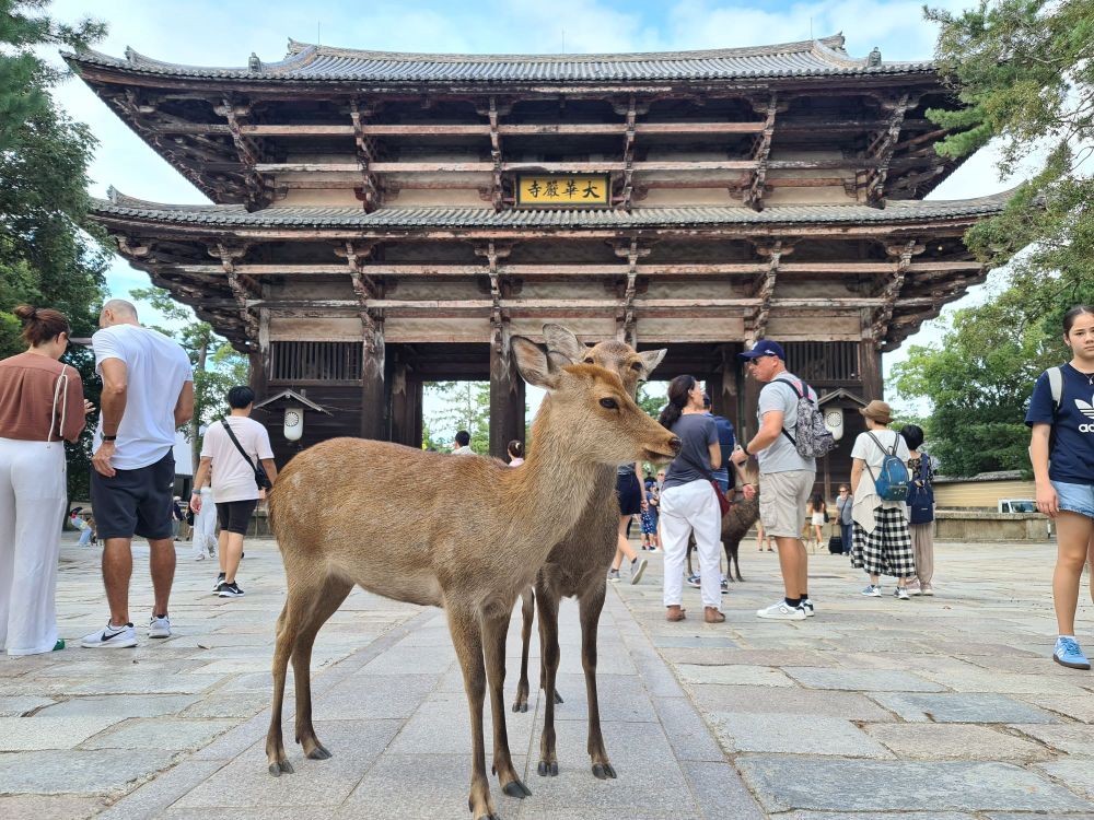2 biches devant une des portes du temple Todai-Ji à Nara