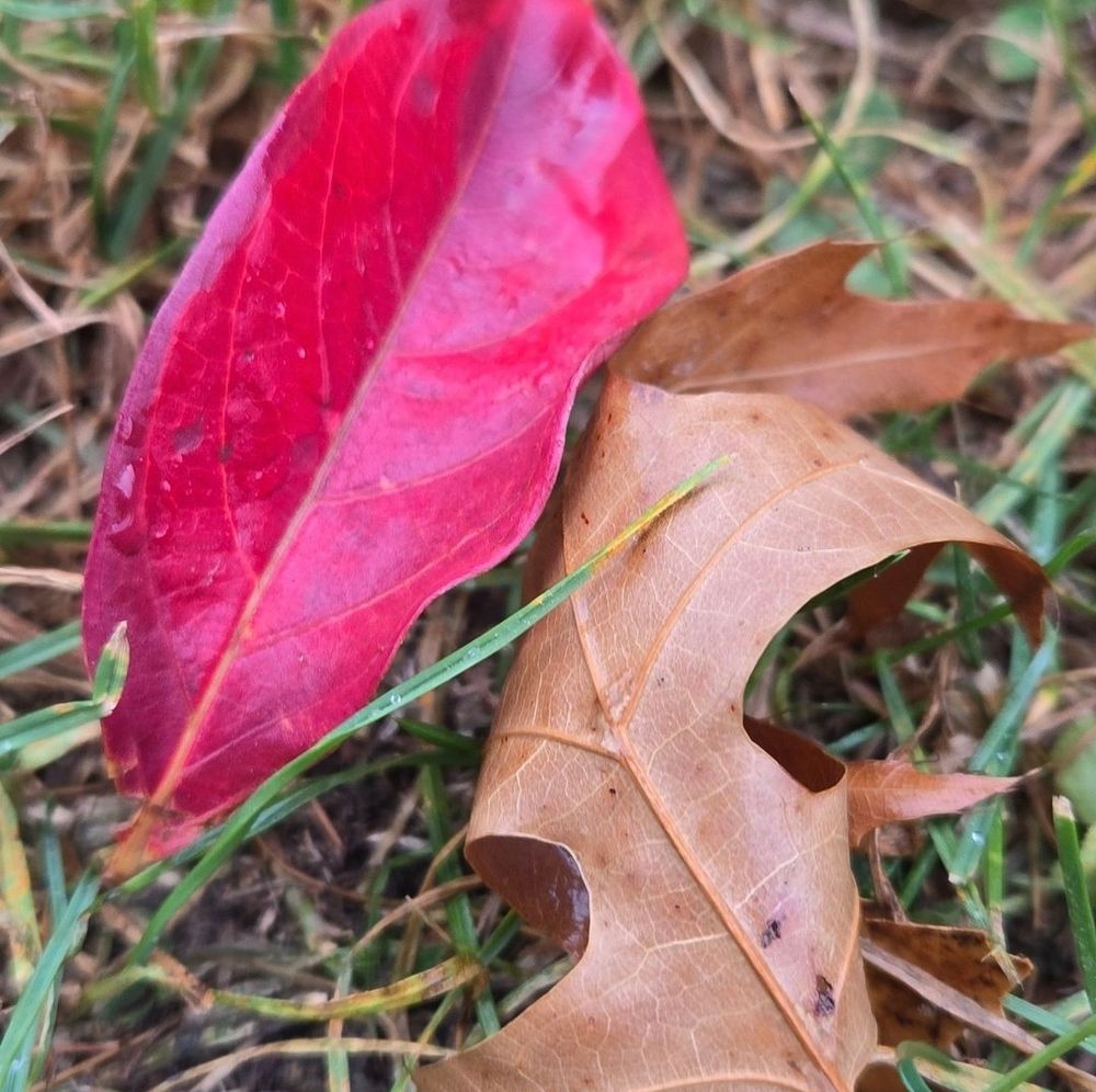A red leaf and brown leaf curled up next to each other on half brown half green grass.