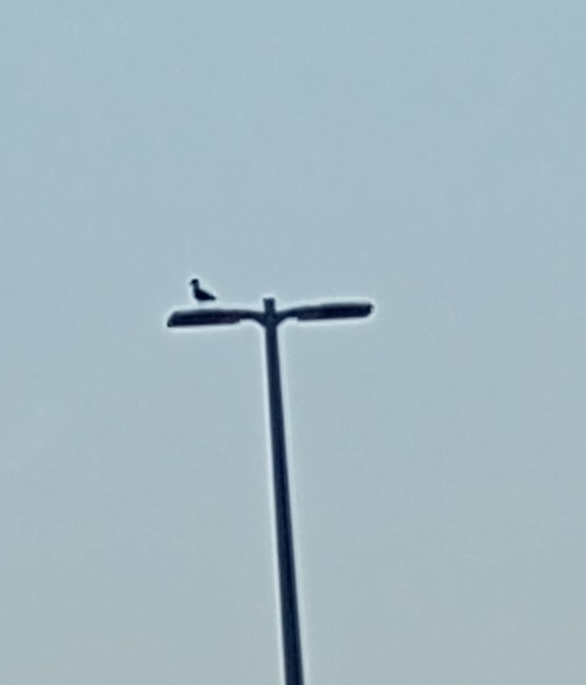 why is he up there? is he stupid?