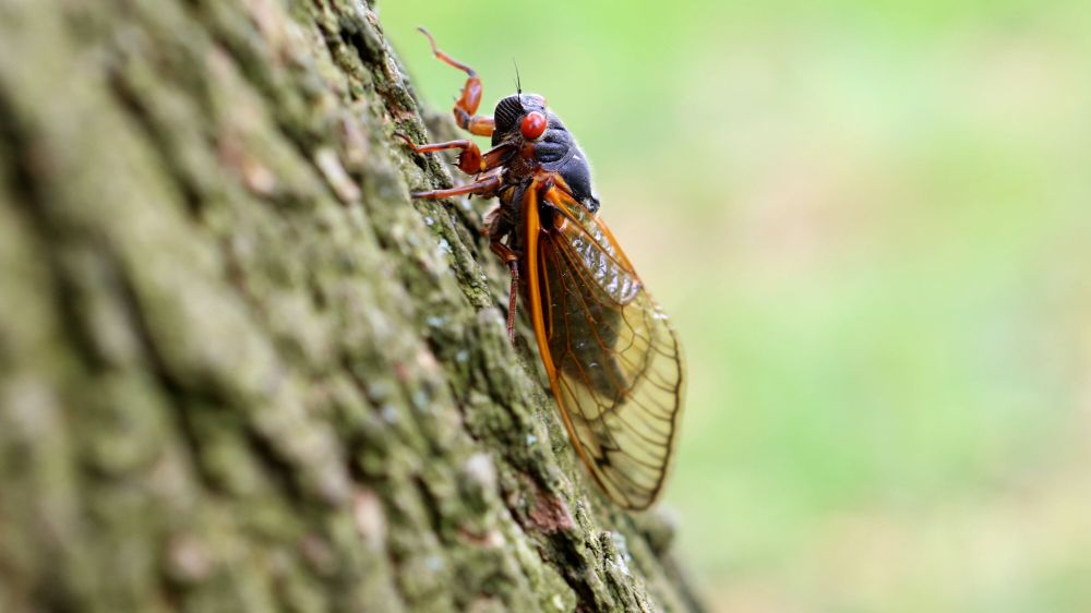 The World Hasn’t Seen Cicadas Like This Since 1803