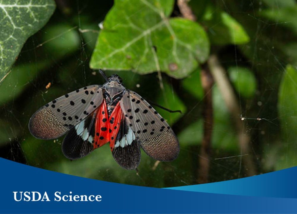 Spotted Lanternfly Reveals a Potential Weakness